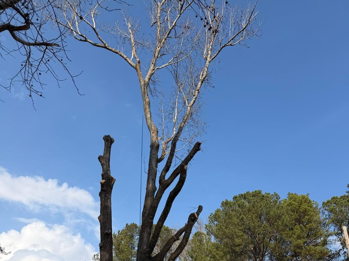 El Costeño Tree Service LLC